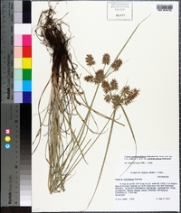 Cyperus pseudothyrsiflorus image