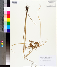 Cyperus pseudovegetus image