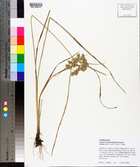 Cyperus pseudovegetus image