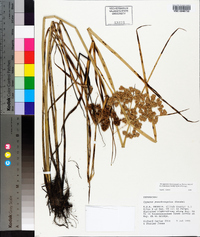 Cyperus pseudovegetus image