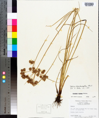 Cyperus pseudovegetus image