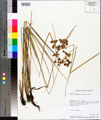 Cyperus pseudovegetus image