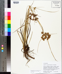 Cyperus pseudovegetus image