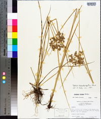 Cyperus pseudovegetus image