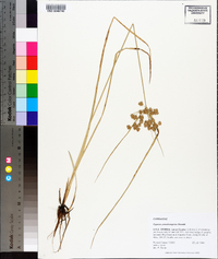 Cyperus pseudovegetus image