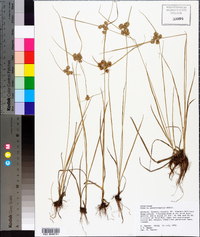 Cyperus pseudovegetus image