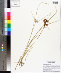 Cyperus pseudovegetus image