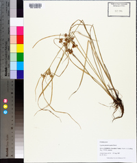 Cyperus pseudovegetus image