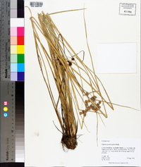 Cyperus pseudovegetus image