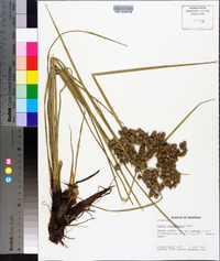 Cyperus pseudovegetus image