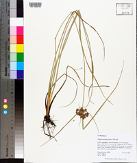 Cyperus pseudovegetus image