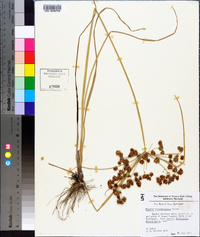 Cyperus pseudovegetus image