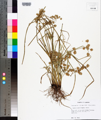 Cyperus pseudovegetus image