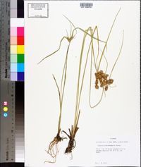 Cyperus pseudovegetus image