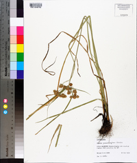 Cyperus pseudovegetus image