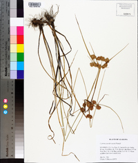 Cyperus pseudovegetus image