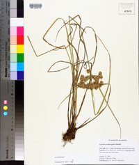 Cyperus pseudovegetus image