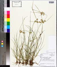 Cyperus pseudovegetus image