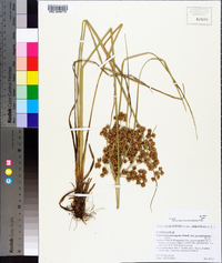Cyperus pseudovegetus image