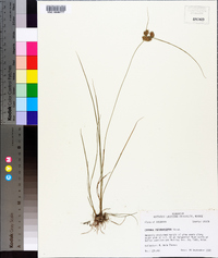 Cyperus pseudovegetus image