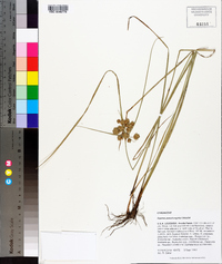 Cyperus pseudovegetus image