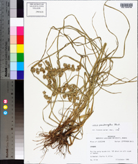 Cyperus pseudovegetus image