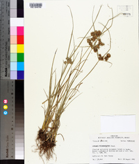 Cyperus pseudovegetus image