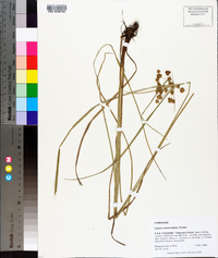 Cyperus pseudovegetus image