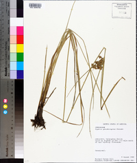 Cyperus pseudovegetus image