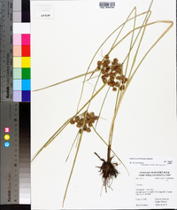 Cyperus pseudovegetus image