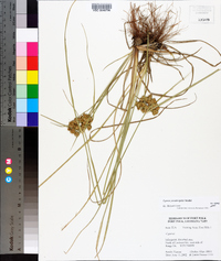 Cyperus pseudovegetus image