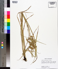 Cyperus pseudovegetus image