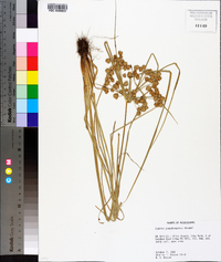 Cyperus pseudovegetus image