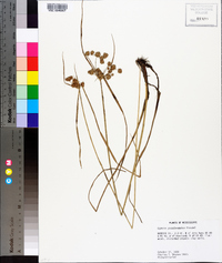 Cyperus pseudovegetus image