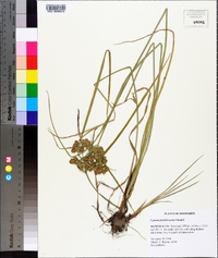 Cyperus pseudovegetus image