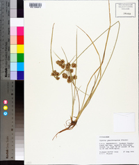 Cyperus pseudovegetus image