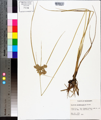 Cyperus pseudovegetus image