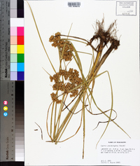 Cyperus pseudovegetus image