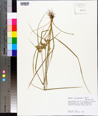 Cyperus pseudovegetus image