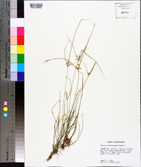 Cyperus pseudovegetus image