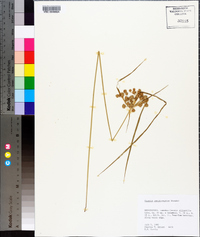 Cyperus pseudovegetus image