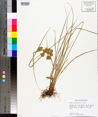 Cyperus pseudovegetus image