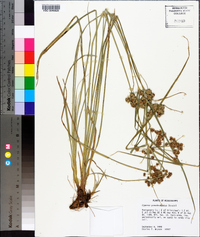 Cyperus pseudovegetus image