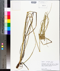 Cyperus pseudovegetus image