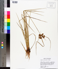 Cyperus pseudovegetus image