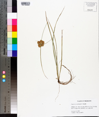 Cyperus pseudovegetus image