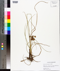 Cyperus pseudovegetus image