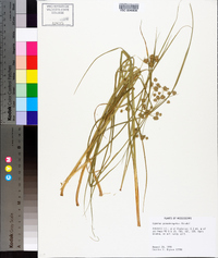 Cyperus pseudovegetus image