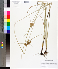 Cyperus pseudovegetus image