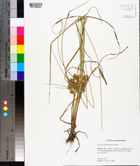 Cyperus pseudovegetus image